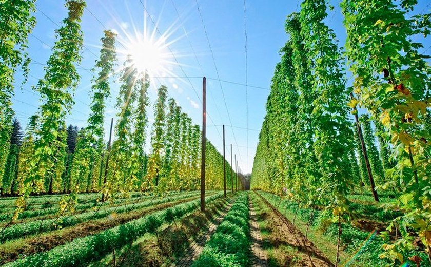 Cultivo nacional de lúpulo triplica no país e indústria cervejeira já vê impacto. Serra do Rio é destaque