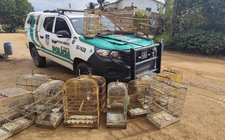 Operação Onda Verde apreende aves silvestres e arma de fogo no interior de Alagoas