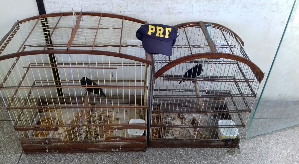 aves apreendias prf