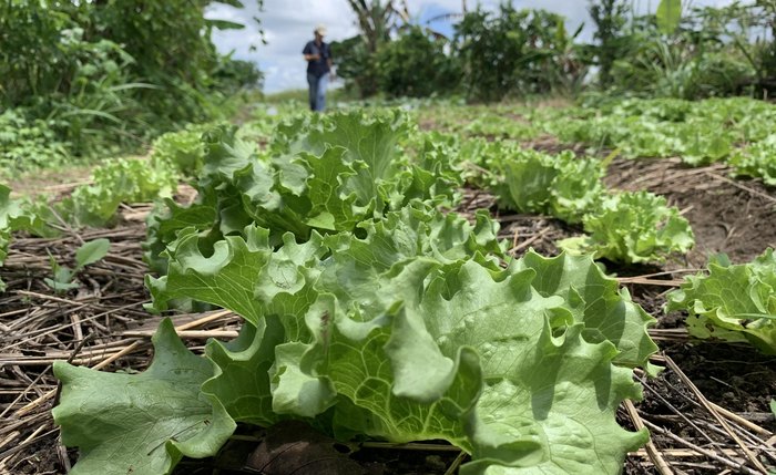 Plano de Agricultura de Baixo Carbono é uma das promessas de campanha do governador Paulo Dantas que já foi cumprida