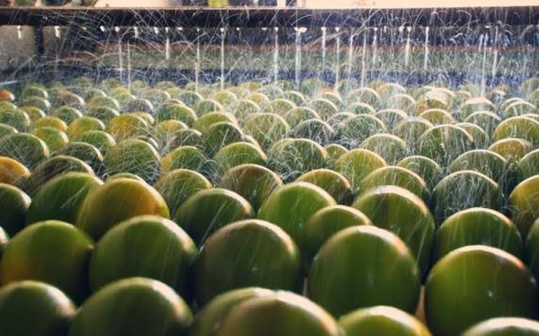 Fábrica de sucos de laranja lima deve ampliar sua produção em 500%