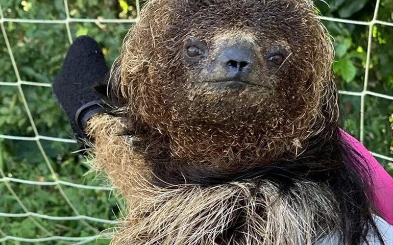 Plano nacional reforça proteção a 11 espécies ameaçadas da Mata Atlântica