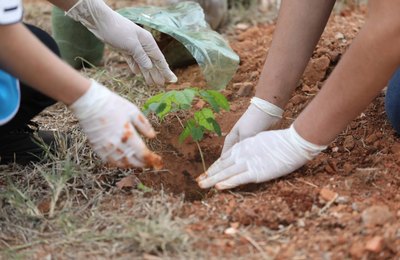 Aprovado projeto que prevê o plantio de uma árvore para cada nascimento de criança
