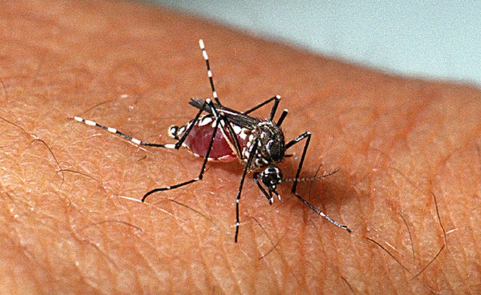 Mosquito Aedes Aegypti com a bactéria não deixa vírus da dengue se proliferar no mosquito