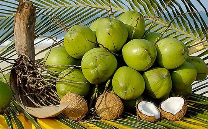 Cadeia produtiva do coco busca alternativas a importados