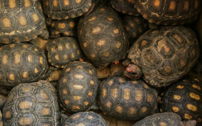 Animais resgatados pela FPI do São Francisco passam por triagem e reabilitação antes de serem devolvidos ao meio ambiente