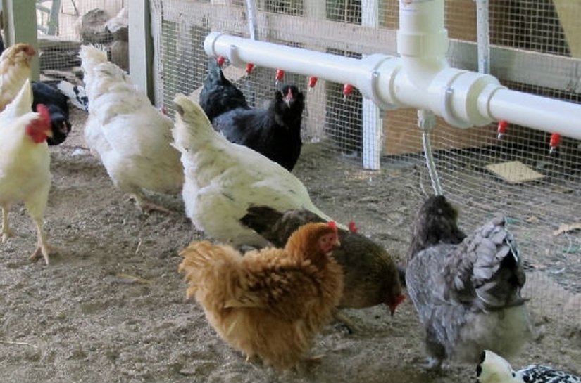 Recursos do Estado mudam a vida de sertanejos de Olho d’Água das Flores