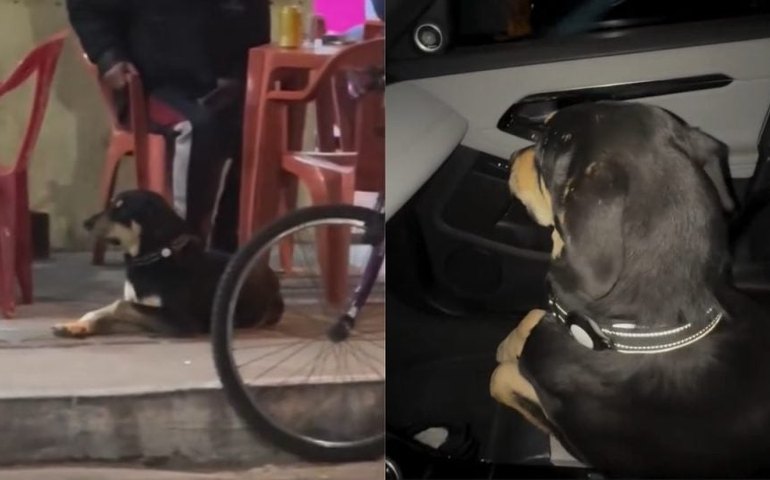 Tutor 'busca' cachorro em bar, e cena viraliza nas redes sociais
