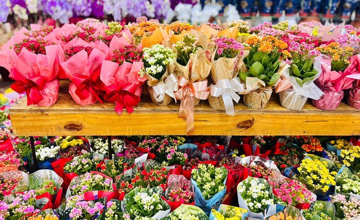 Plantas e flores