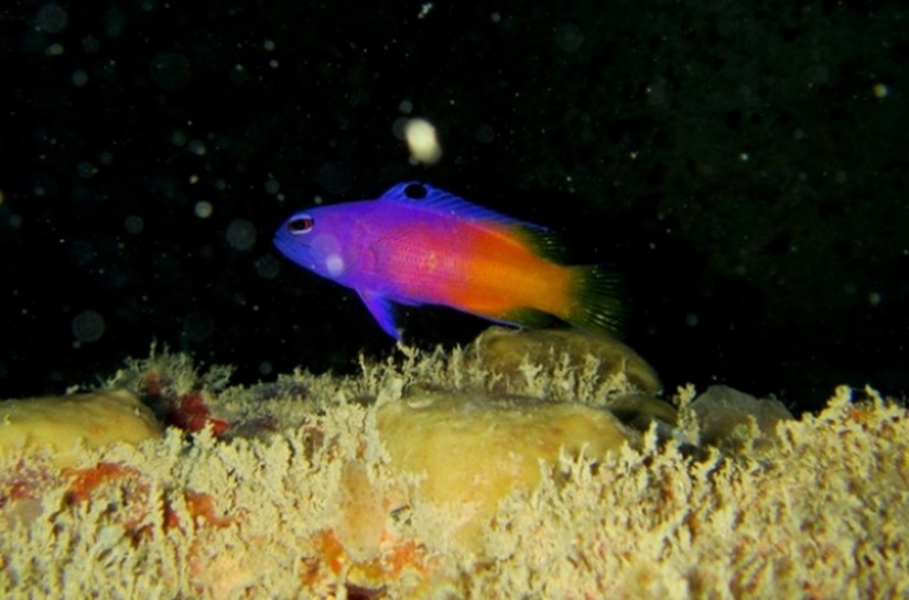 Peixes ameaçados de extinção são encontrados na Piscina do Amor