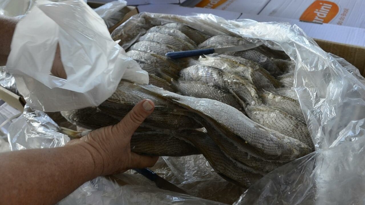 Semana Santa: Prefeitura de Palmeira dos Índios define cronograma para entrega de peixes