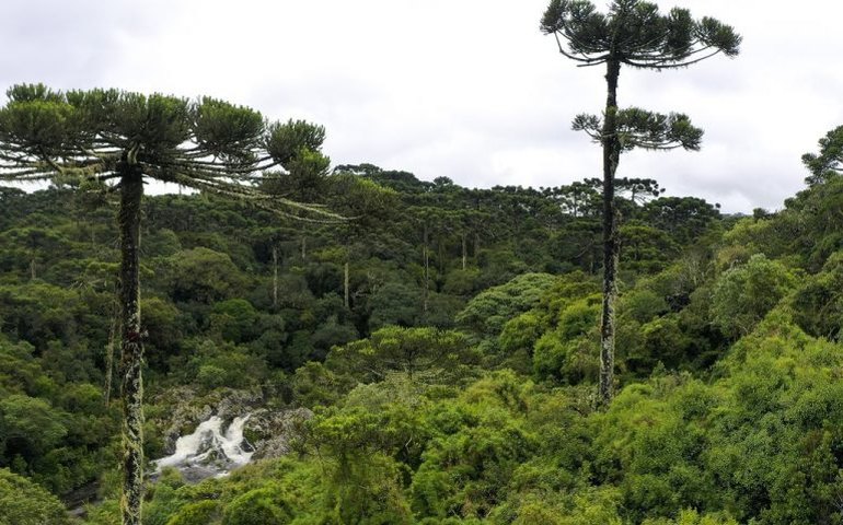 Seminário discute projeto de lei que cria o Patrimônio Verde em áreas de vegetação nativa