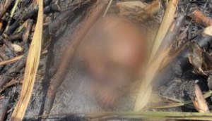 Crânio queimado é encontrado dentro de canavial em Sergipe