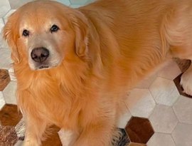 Conheça Budy, o cão que viralizou nas redes e transformou sua casa em ponto turístico