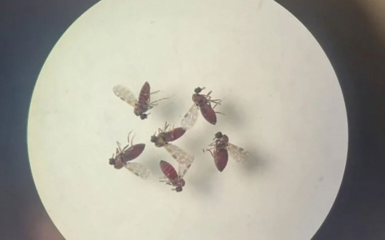 Estudo explica diferença de sintomas entre febre do Oropouche e dengue