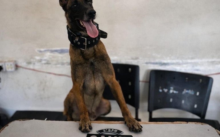 Polícia Militar prende suspeitos de roubo e tráfico em Campo Alegre e Arapiraca