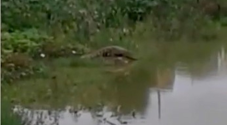 jacare em amparo de são francisco