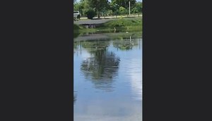 Peixes são encontrados mortos em lagos do Parque Augusto Franco em Aracaju.jpg