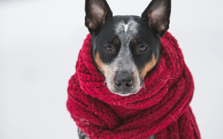 Frio intenso aumenta riscos para cães e gatos no Brasil