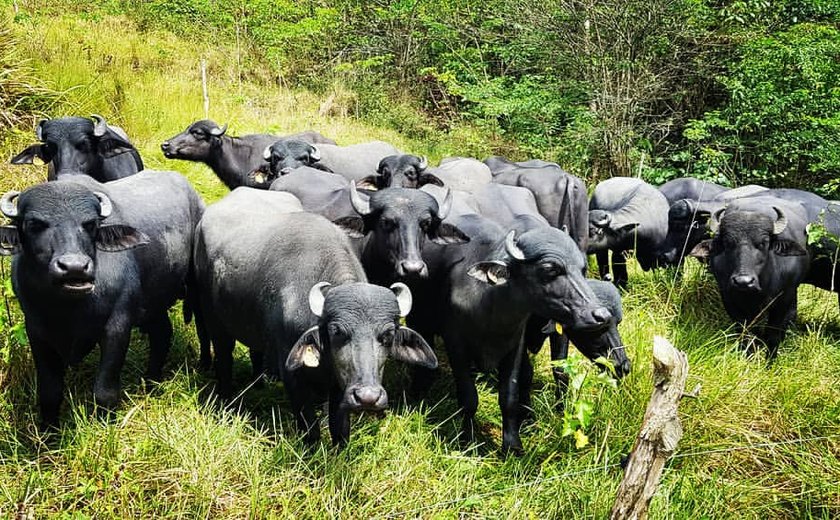 Juiz manda doar para ONG mil búfalas que passavam fome e sede em fazenda de SP