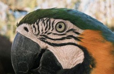 Centro de Apoio à Fauna Silvestre da Vitru Educação atinge marco histórico de 1,7 mil atendimentos a espécies de vida livre no Paraná