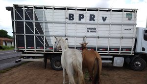 APREENSÃO DE ANIMAIS SOLTOS NAS RODOVIAS / Foto: BPRv