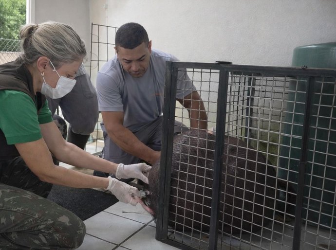 Filhote de capivara resgatado em Atalaia recebe cuidados no Cetas