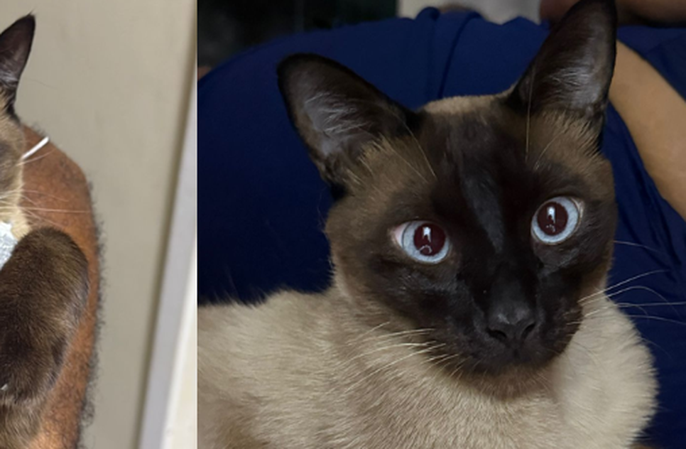 gatinho camila / Foto: Reprodução: Foto/ Redes Sociais