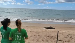 Agentes do Biota avaliam animal. Biota / Foto: Agentes do Biota avaliam animal. Biota