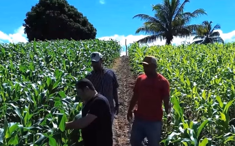 Agricultores familiares de Penedo vão colher mais de 300 toneladas de milho