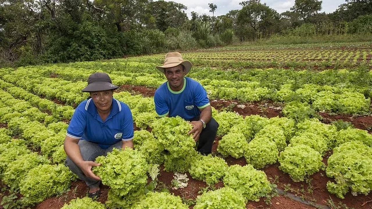 Com PAA, renda de agricultores familiares cresce até 30% e dependência do CadÚnico chega a cair 57%