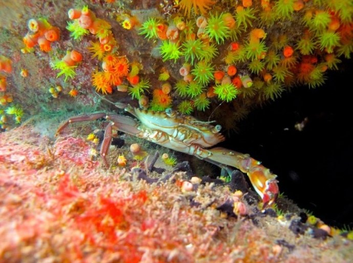 Equipe do IMA discute medidas para coibir invasão de coral-sol em Alagoas