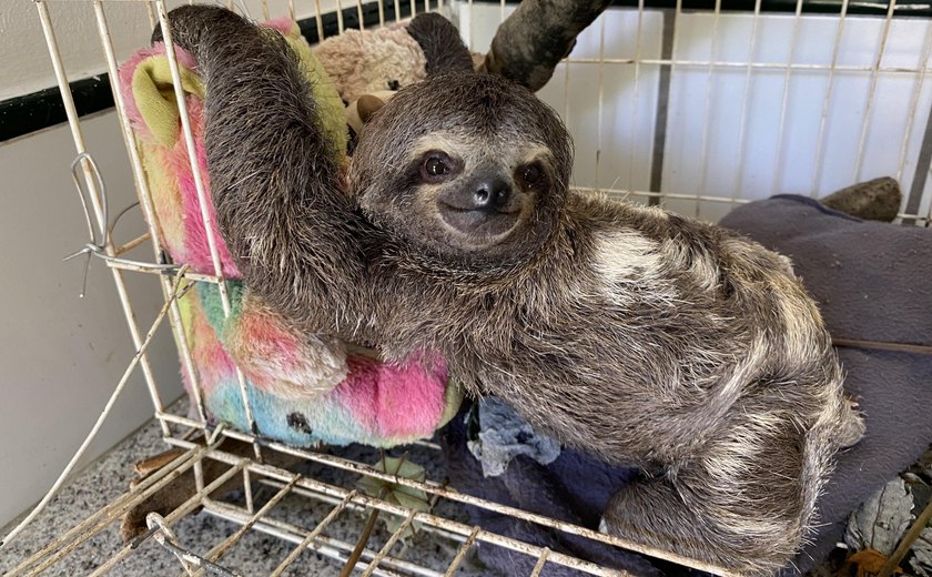 IMA arrecada doações para cuidar de animais silvestres resgatados