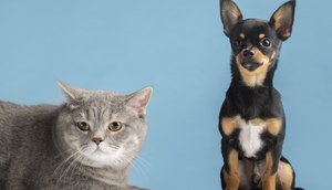 UFS oferta serviço gratuito de castração para cães e gatos; saiba como fazer / Foto: Foto: Freepik/Arquivo