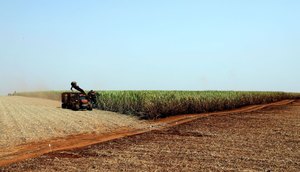 plantacao_de_soja_soja_agricultura1103209901.jpg