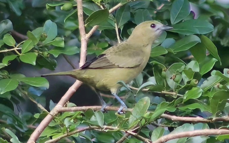 Exposição Aves da Cidade da Uneal apresenta espécies identificadas em Arapiraca