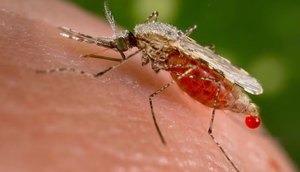 mosquito
