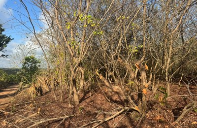 IMA/AL confirma crime ambiental e autua Norcon por destruição em Sítio Merenda, área preservada pela família Vieira