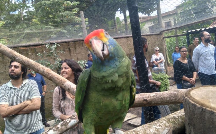 Papagaios ameaçados de extinção apreendidos pela PF chegam a Alagoas