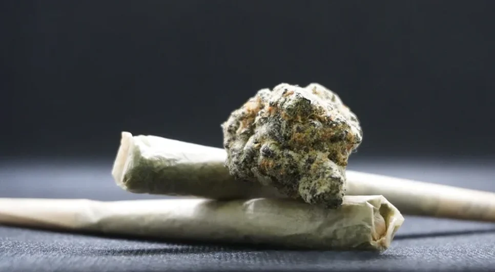 kinodel-canabis-marijuana-bumps-8054145-1