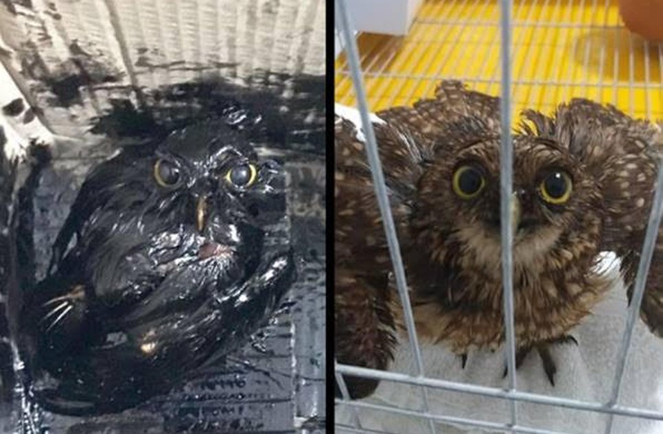 fundação mamiferos aquaticos
