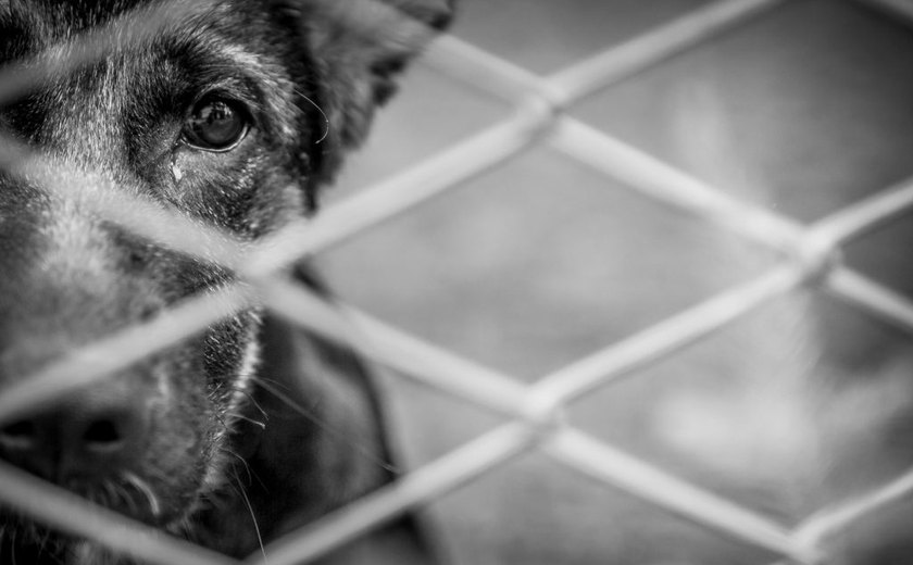 Homem é preso por arremessar cachorro do segundo andar de prédio em Maceió