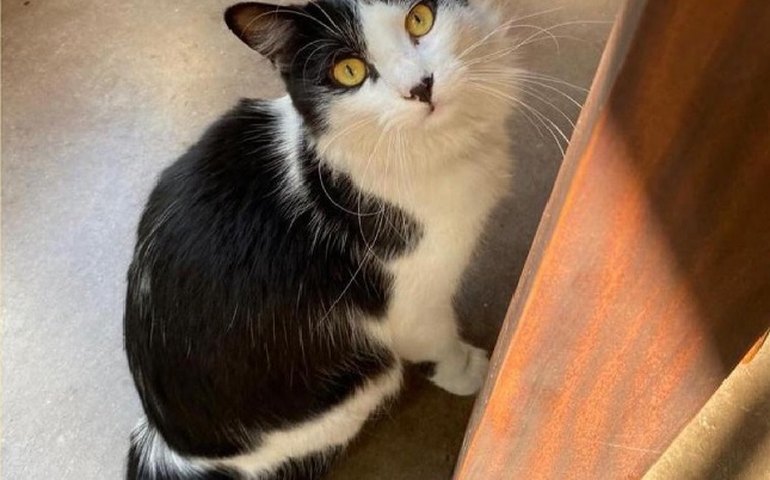 Renata Gaspar e a mulher, Bebel Luz, pedem ajuda para encontrar gatinho desaparecido: 'Compartilhe, por favor'