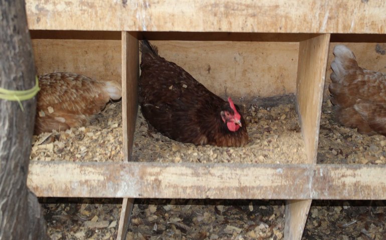 Técnico do Senar orienta avicultores sobre construção de cama de frango