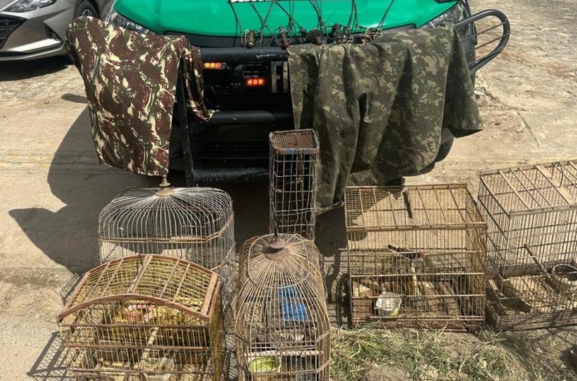 PM apreende armas, materiais de caça e pássaros silvestres em operação no interior