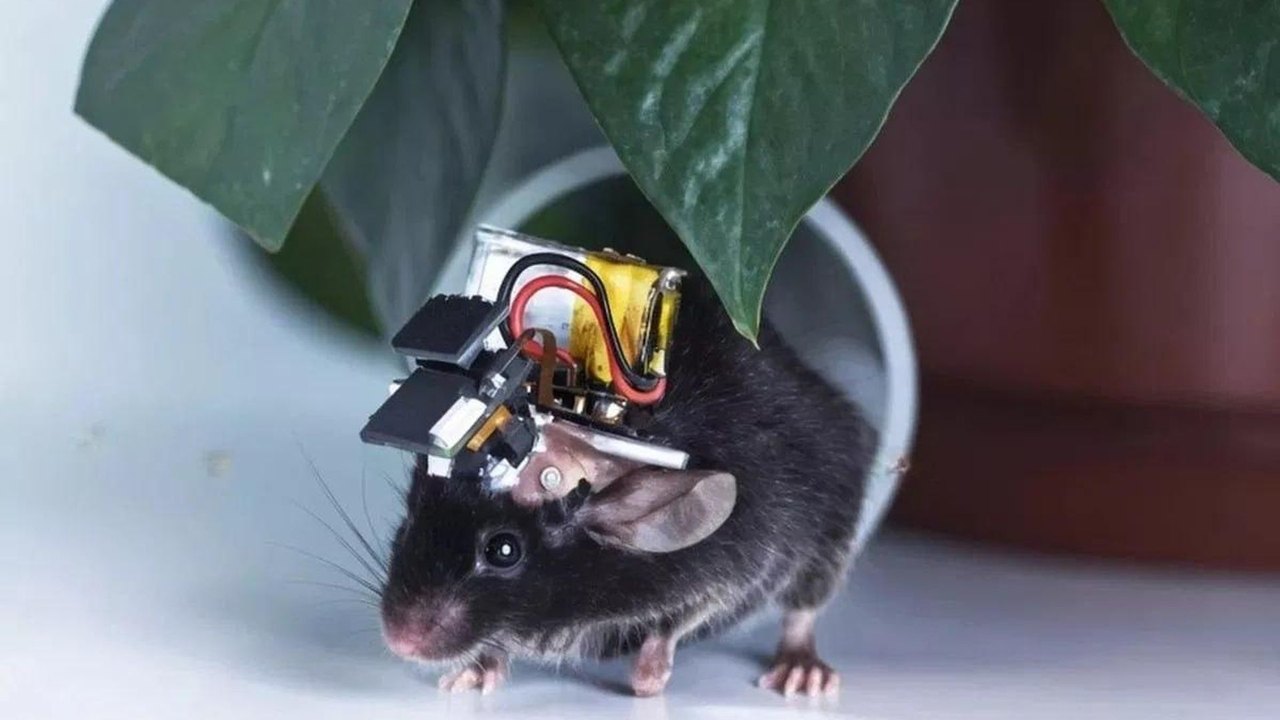 China desenvolve o menor monitor cerebral do mundo