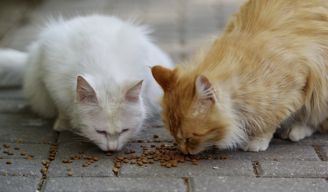 Entre o instinto e a seletividade: os hábitos alimentares dos gatos