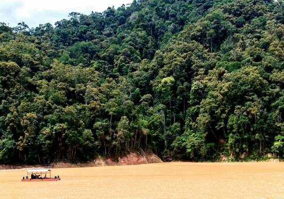 Baseadas em ativos da floresta, startups da Amazônia impulsionam a bioeconomia