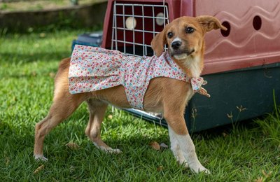 Feira de Adoção da Prefeitura de Maceió leva cães e gatos para Rua Aberta no domingo (29)