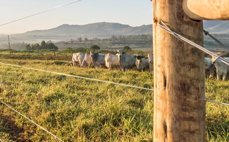 Com Brasil no topo da exportação de carne mundial, estrutura da propriedade rural vira diferencial competitivo